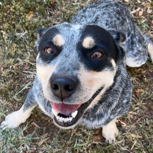Happy Dog showing their teeth