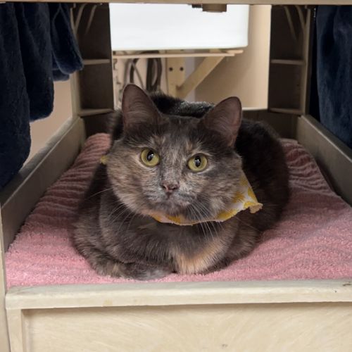 Cat laying on a towels