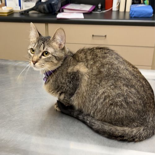 Cat sitting on an exam table