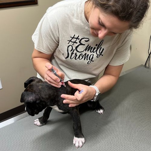 puppy getting vaccination shots from vet staff
