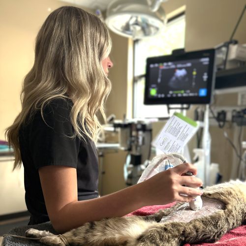 A vet doing ultrasound