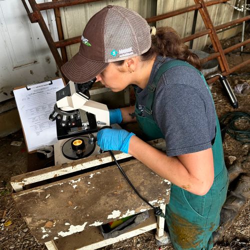 a vet using microscope
