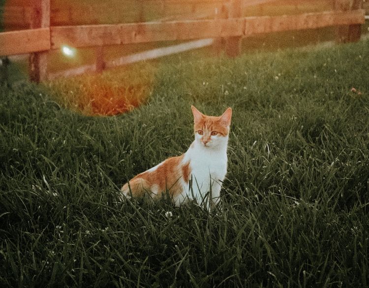 Orange cat in grass