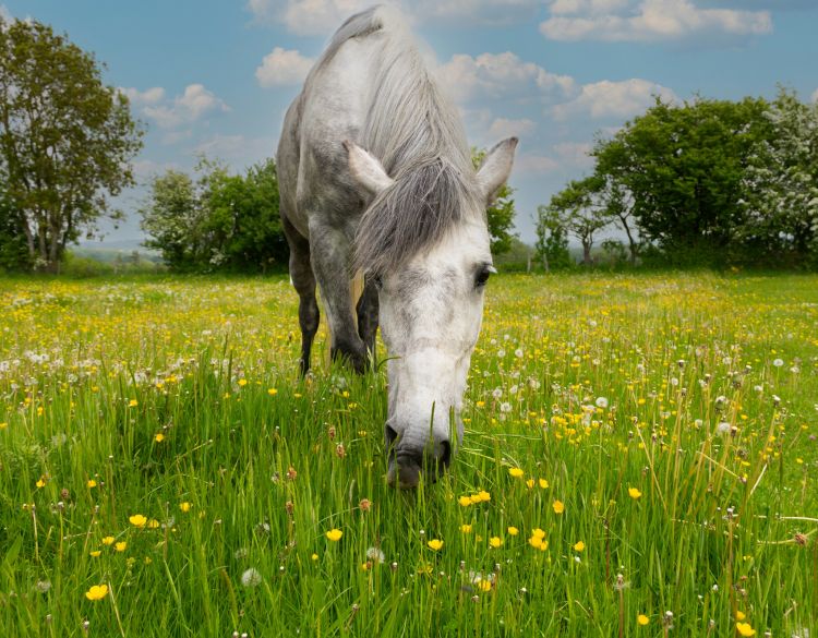 beautiful happy and relaxed dapple grey horse eating in flower filled