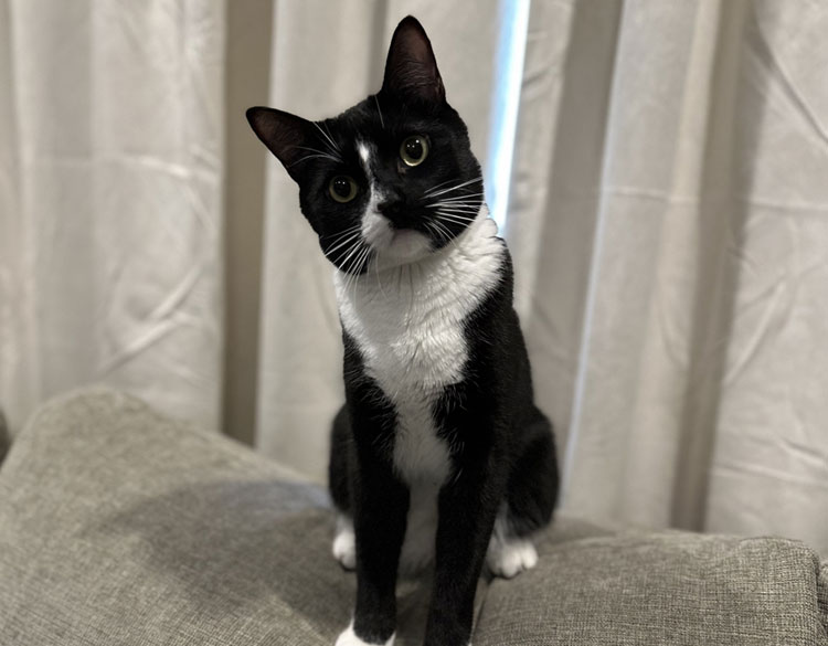 Black and white cat sitting and looking infront