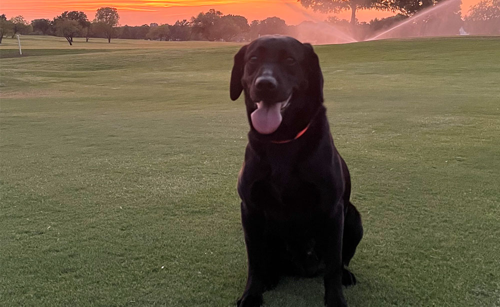 Black lab looking infront