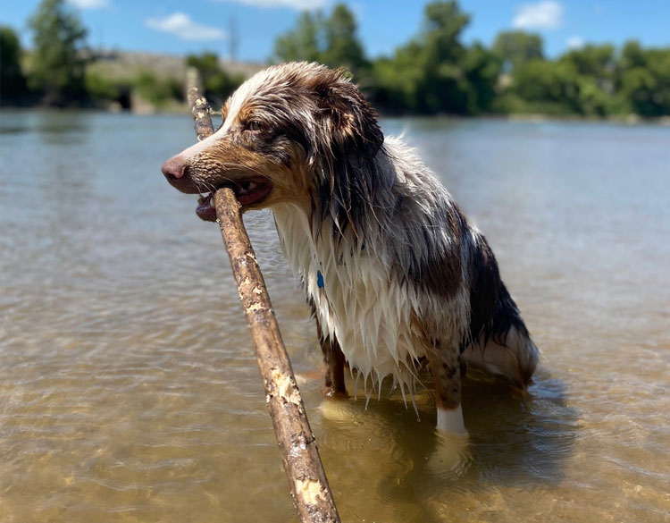 Dog playing with the stick in water