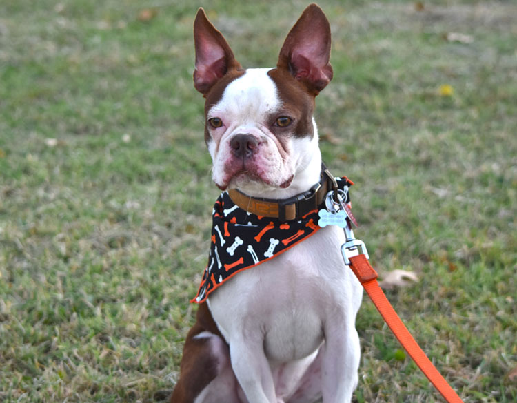 Dog waiting outside before play