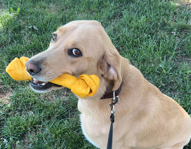 Dog playing with bone on the field