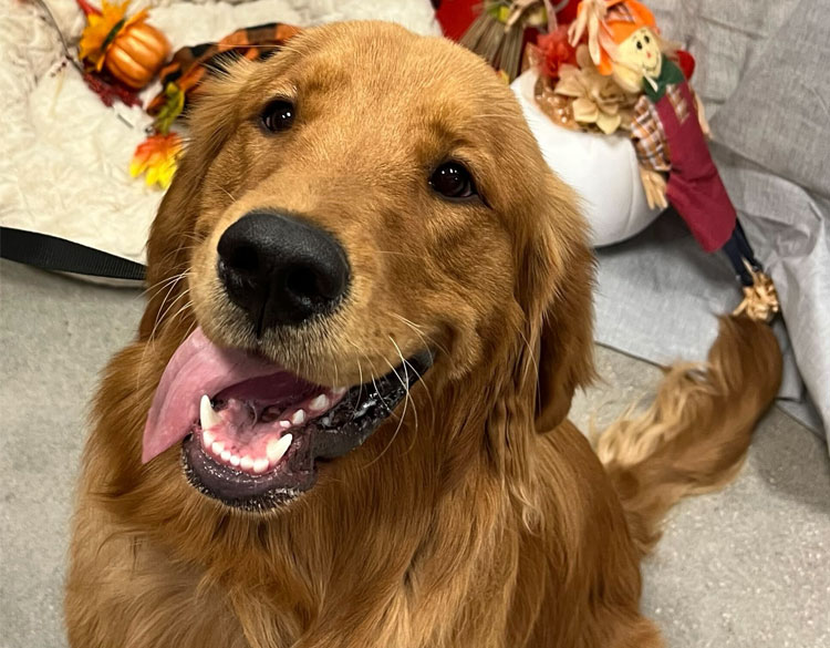 Golden retriver looking infront