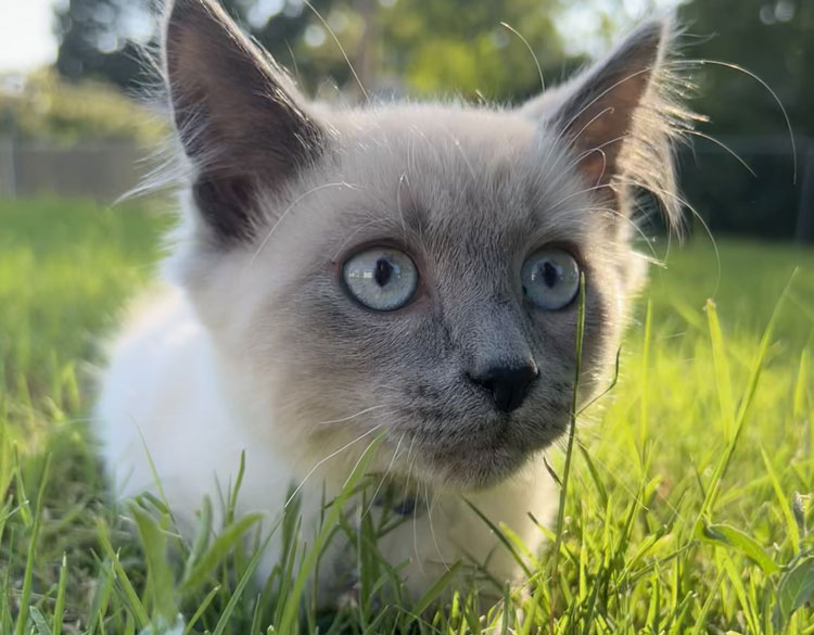 Cat playing in the bush