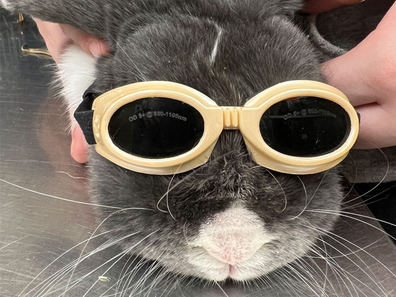 Kitty in the clinic getting treatment