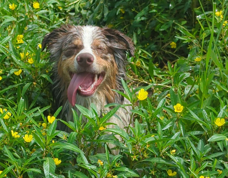 Puppy playing in the grass field