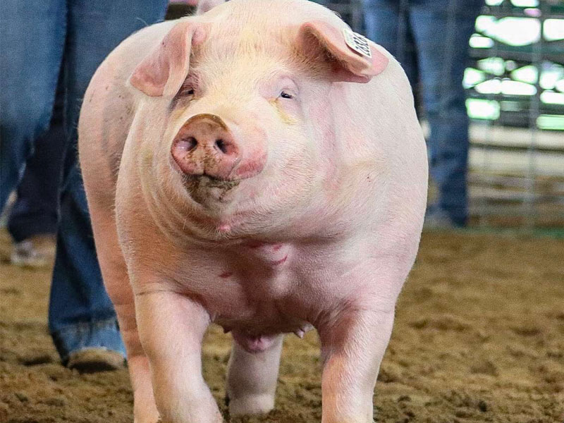 White and happy pig