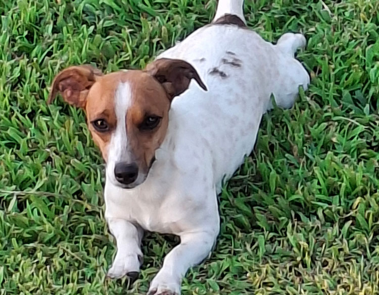 brown and white dog looking into the camera