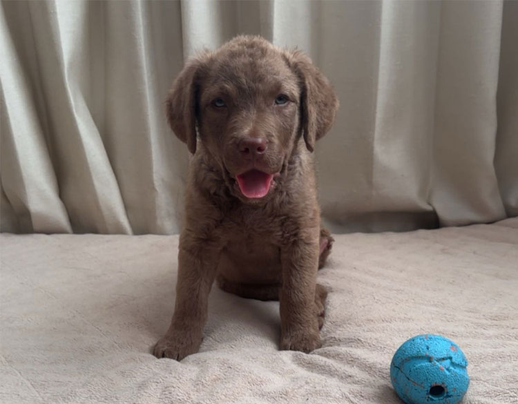 brown puppy playing with ball