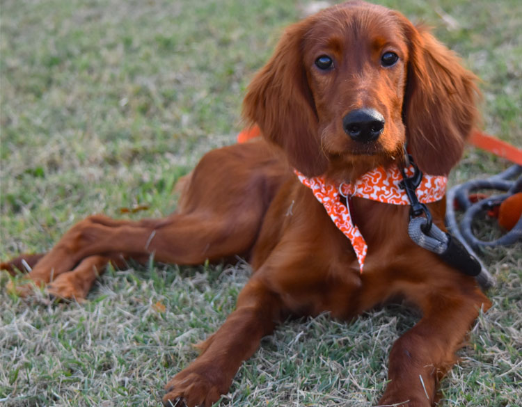 dark brown dog sitting on the grassland