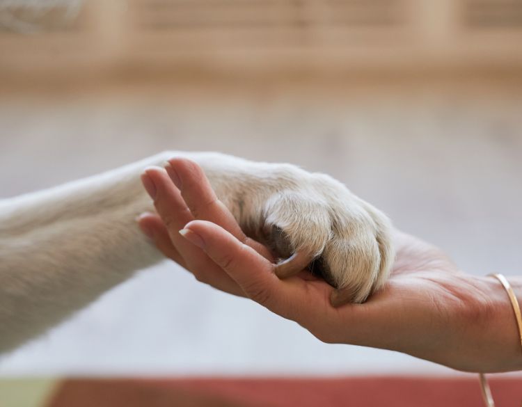 hand and paw touching each other