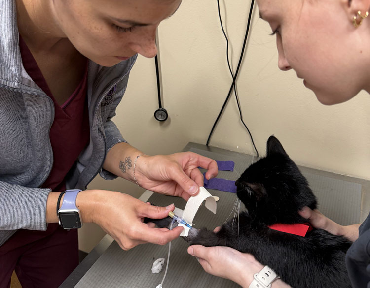 Cat getting cared in clinic
