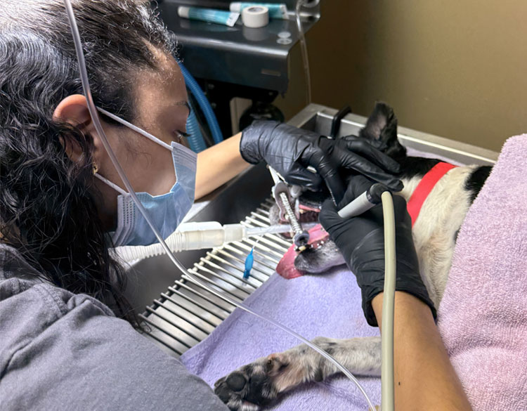 pet dental surgery